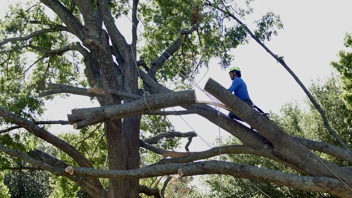 Professional Crown Thinning performed by certified arborists in Markleton